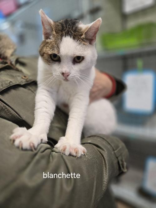 BLANCHETTE