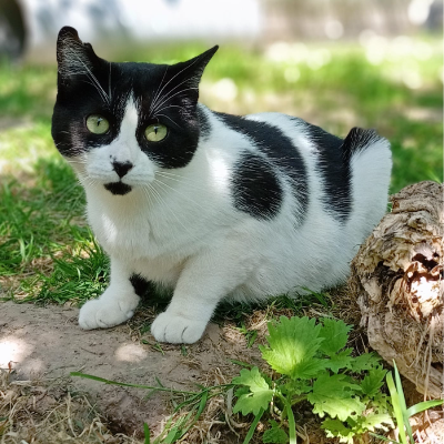 KAKI