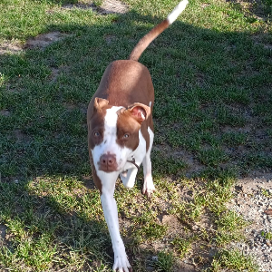 NALA