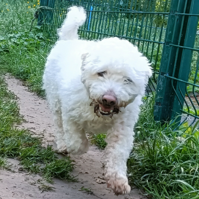 TAZ