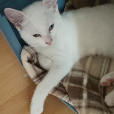 DINA