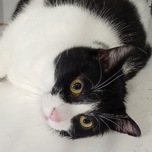 NINA
