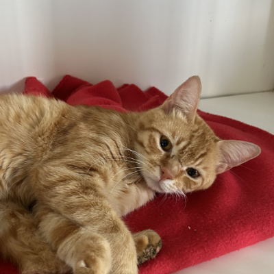 TIGGER