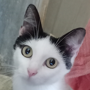 PAULINE