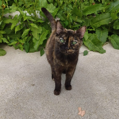 BELLA