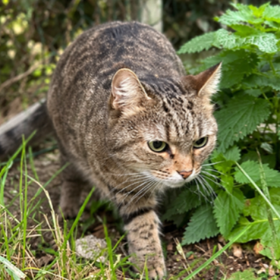 RYUKA